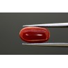 3.87 cts Natural Coral (Moonga)