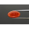3.6 cts Natural Coral (Moonga)