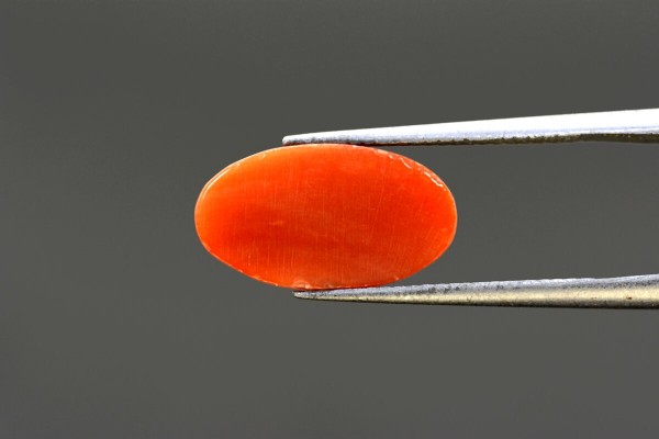 3.6 cts Natural Coral (Moonga)
