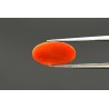 3.6 cts Natural Coral (Moonga)