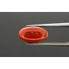 4.09 cts Natural Coral (Moonga)