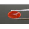 4.09 cts Natural Coral (Moonga)
