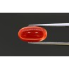 2.42 cts Natural Coral (Moonga)