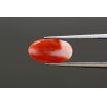 2.42 cts Natural Coral (Moonga)