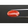 4.67 cts Natural Coral (Moonga)