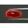 4.09 cts Natural Coral (Moonga)