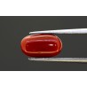 3.9 cts Natural Coral (Moonga)