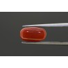 3.63 cts Natural Coral (Moonga)