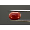 3.47 cts Natural Coral (Moonga)