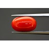 6.56 cts Natural Coral (Moonga)