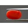 6.56 cts Natural Coral (Moonga)
