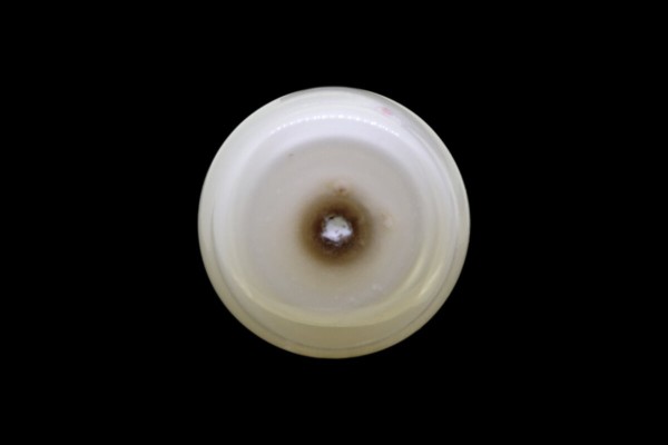 2.37 cts Natural Pearl (Moti)
