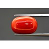 15.11 cts Natural Coral (Moonga)