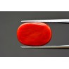 15.11 cts Natural Coral (Moonga)