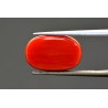 9.87 cts Natural Coral (Moonga)