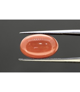 7.67 cts Natural Coral (Moonga)