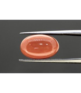 7.67 cts Natural Coral (Moonga)