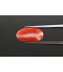 4.67 cts Natural Coral - Moonga (SKU:90081521)
